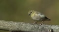 American Goldfinch (Carduelis tristis) - Male 1 Video
