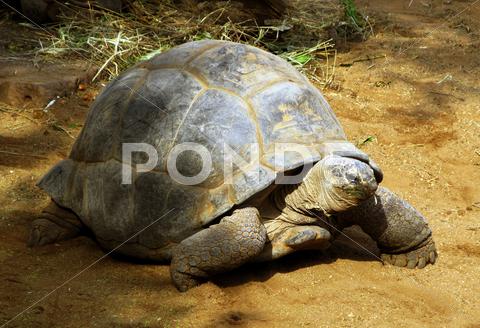 Stock photo of enormous south african tortoise the bergskilpad
