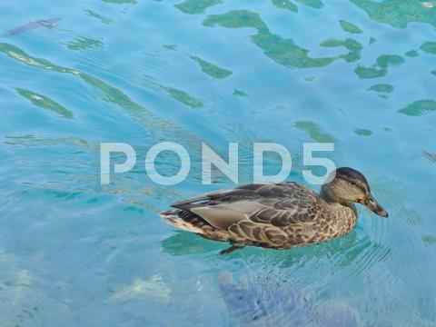 Stock photo of Duck in blue water