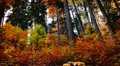 wild mountain landscape in autumn
