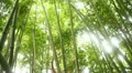 video clip 12409473