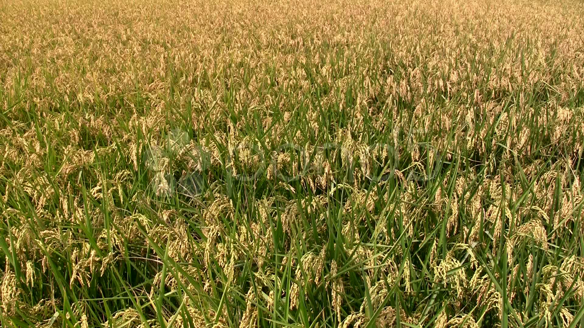 Rice Field Before Harvest Stock Video 12417929 HD Stock Footage