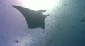 Manta Ray swims through school of fish
