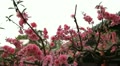 video clip 12434747