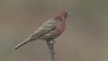House Finch (Carpodacus mexicanus) - Male 1 Video