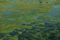 algae swamp