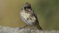 Purple Finch (Haemorhous purpureus) - Female 1 Video