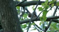 Squirrel Looking, Eating, Running, Searching for Winter Season in Autumn Day Video