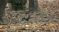 Squirrel Looking, Eating, Running, Searching for Winter Season in Autumn Day Video