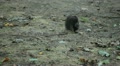 Squirrel Looking, Eating, Running, Searching for Winter Season in Autumn Day Video