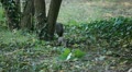 video clip 12548847