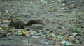 Squirrel Looking, Eating, Running, Searching for Winter Season in Autumn Day Video