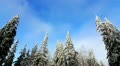 winter trees under snow
