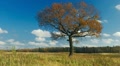 Solitary old maple Video