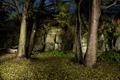 autumn forest in night-time by flash lightning