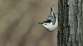 White-breasted Nuthatch (Sitta carolinensis) 1 Video