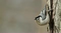 White-breasted Nuthatch (Sitta carolinensis) 2 Video