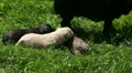 video clip 12605831