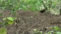 2 diging Dusky Megapodes birds Video
