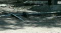 Walking Komodo dragon close up Video
