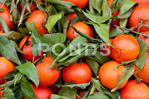 Stock photo of mix of oranges and leaves