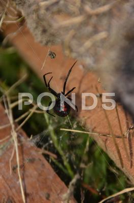Stock photo of Black Widow