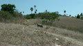 Wild buffalo at Komodo island Video