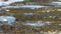 Oystercatcher in Tidal Pools EWS 01 Slomo GFHD Video