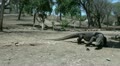 Dangerous Komodo dragons (4/4) Video