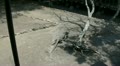 Komodo dragon walking in farm area Video