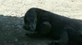 Komodo dragon close up in shadow Video