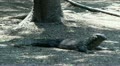 Komodo dragon stand up moving (1/2) Video