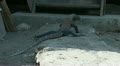 Walking Komodo dragon near farm entrance Video