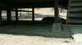 Walking Komodo dragon below farmhouse Video