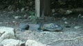 Relaxing Komodo dragon Video