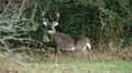 whitetail rub 02