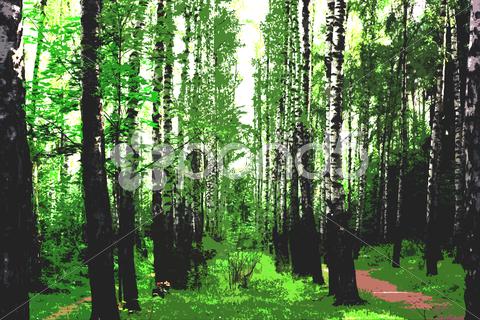 Stock photo of Birch wood.