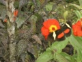 Butterfly, Butterflies, Flowers, Flowering Plants