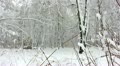 video clip 12765785