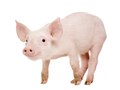 Young Pig (+/-1 month) in front of a white background