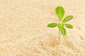 small plant in sand