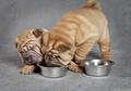 one month old sharpei puppies