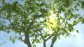 Growing tree with sunny background
