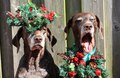 Christmas Pointers