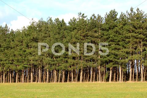 Stock photo of forest of firs