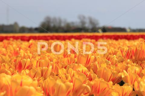 Stock photo of yellow tulips with a touch of red