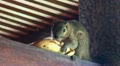 Squirrel eating banana close up Video