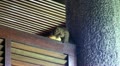 Squirrel opens and eats a banana Video