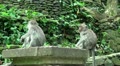 Young Monkeys at a stone wall Video