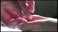 video clip 18275407